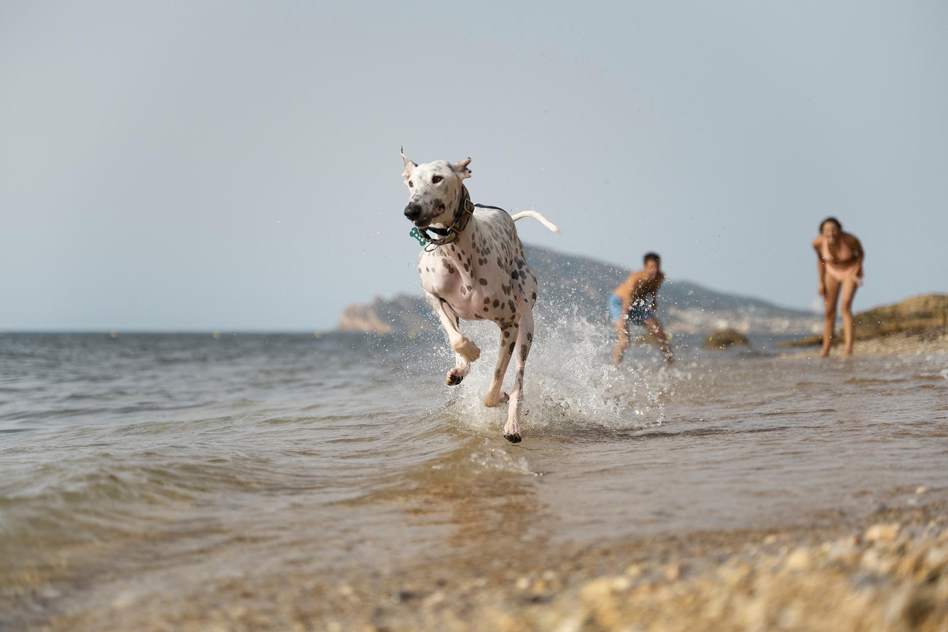 Alcuni suggerimenti utili per garantire al tuo migliore amico un divertimento sicuro e spensierato in spiaggia e in acqua.