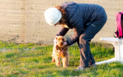Crea un legame felice con il tuo cane attraverso l’addestramento